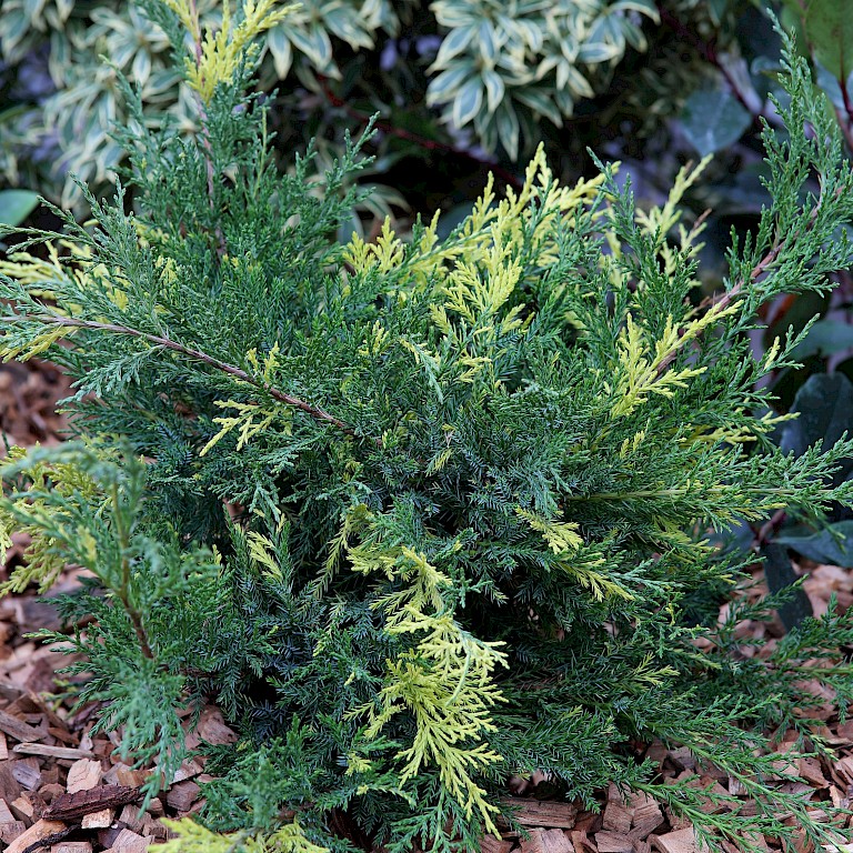 Juniperus chinensis 'Blue and Gold' 