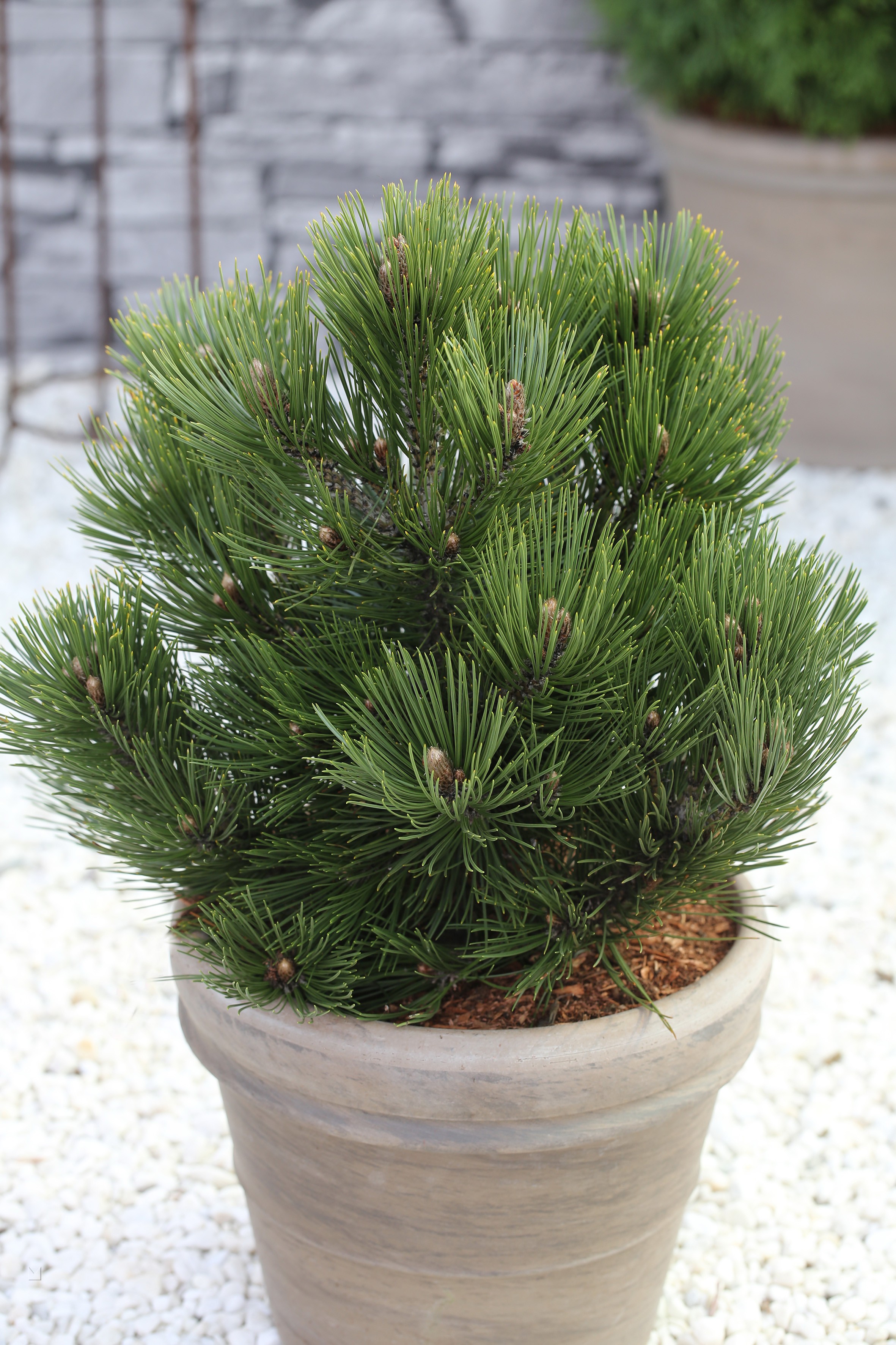 Pinus leucodermis Compact Gem