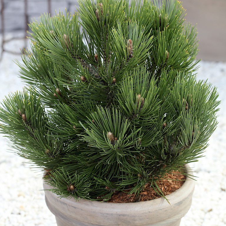 Pinus leucodermis 'Compact Gem' 