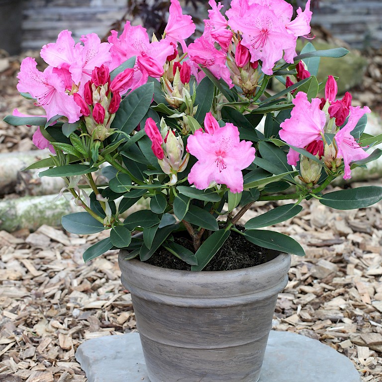 Rhododendron Hybride 'Walküre' ®