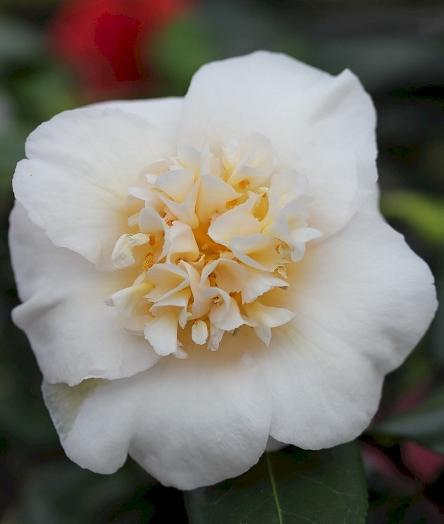camellia japonica white