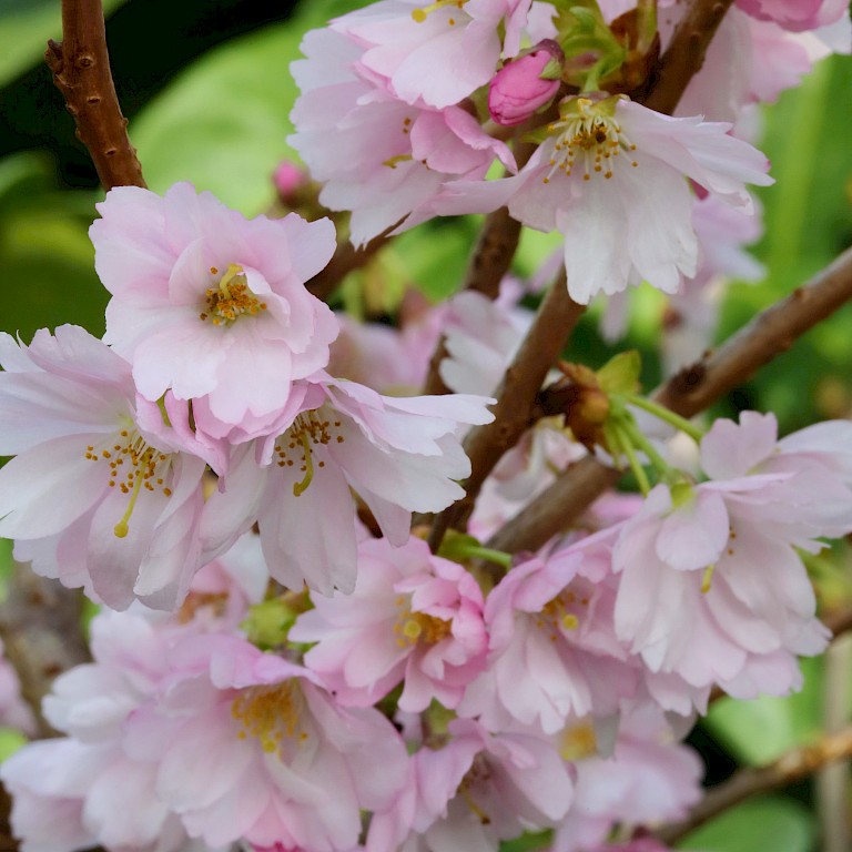 Prunus nipponica 'Brilliant'