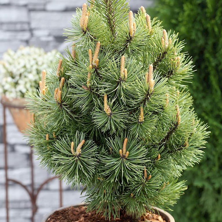 Pinus mugo 'Mumpitz' 