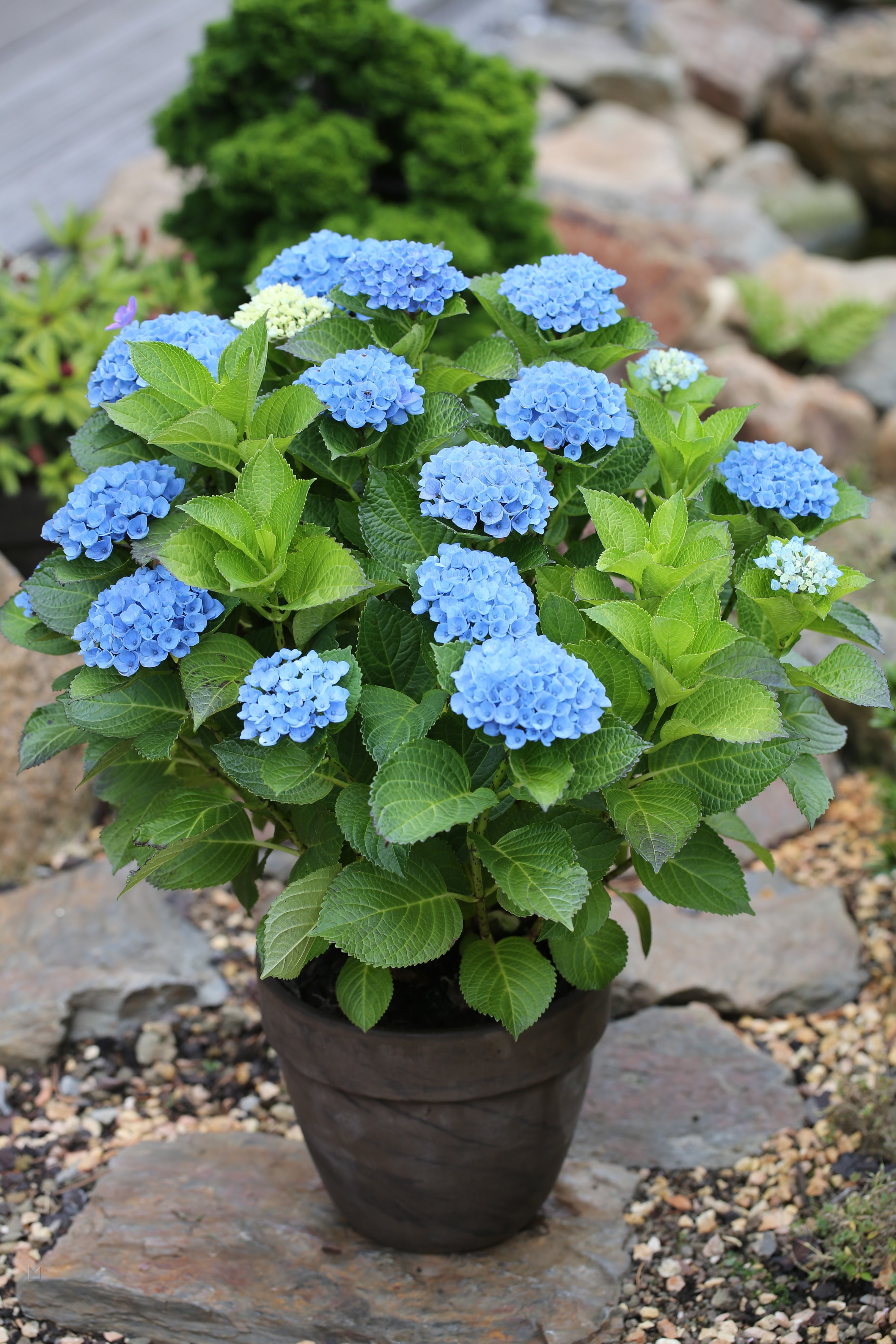 Hydrangea macrophylla 'Magical Revolution Blue' ®