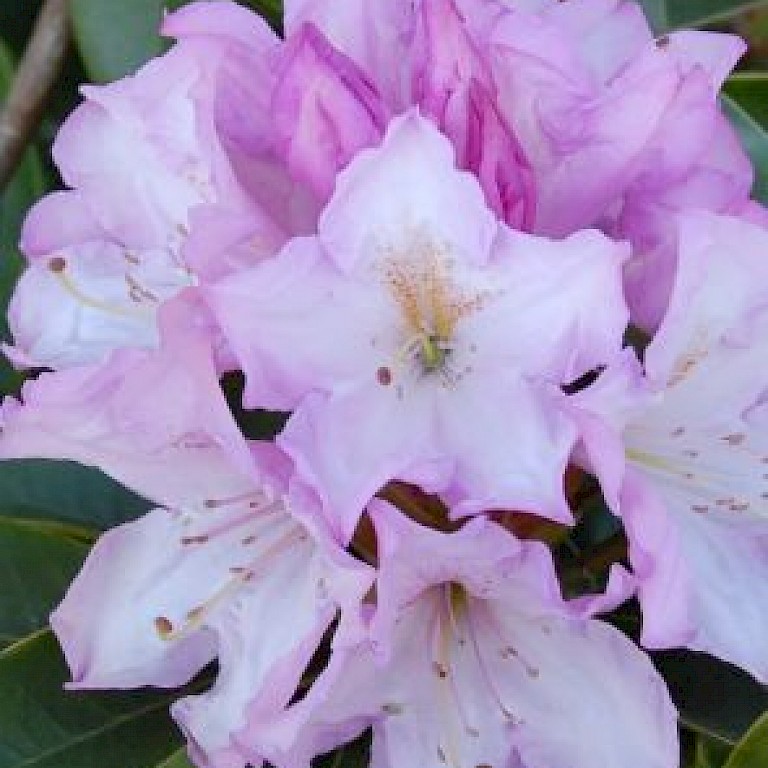 Rhododendron Hybride 'Rosé Duft'