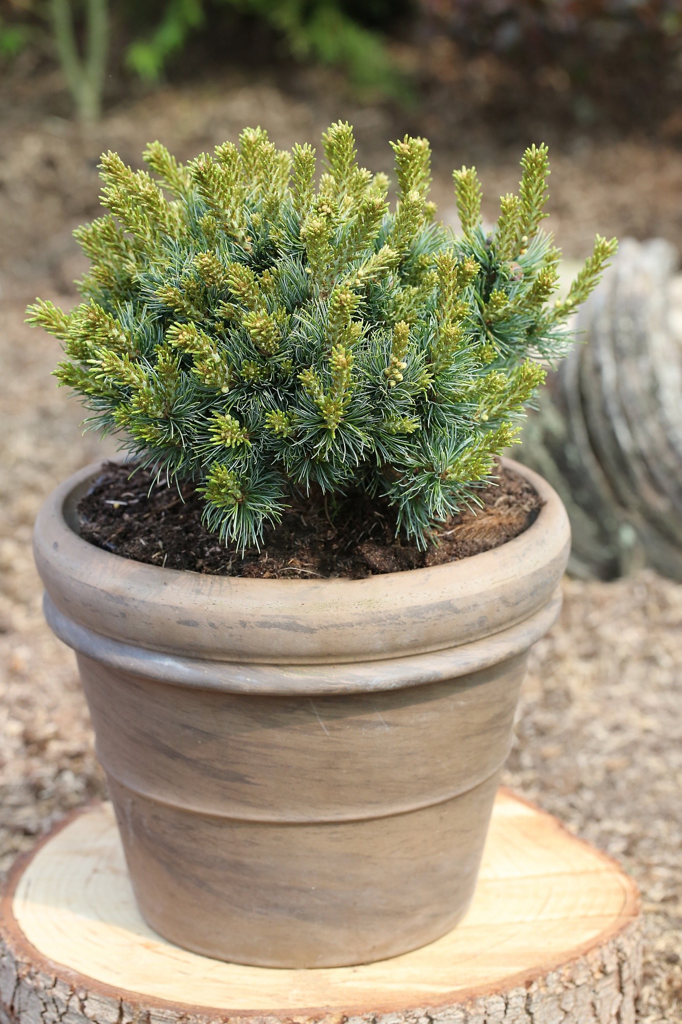Pinus parviflora Kuso Dama