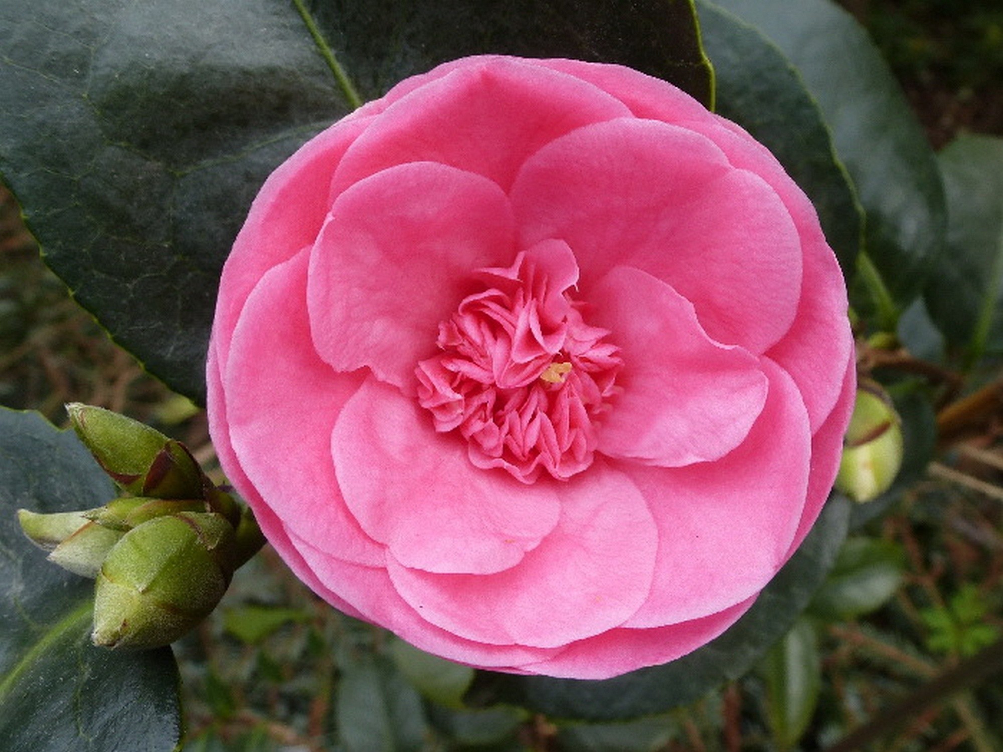 Camellia japonica 'Pink'