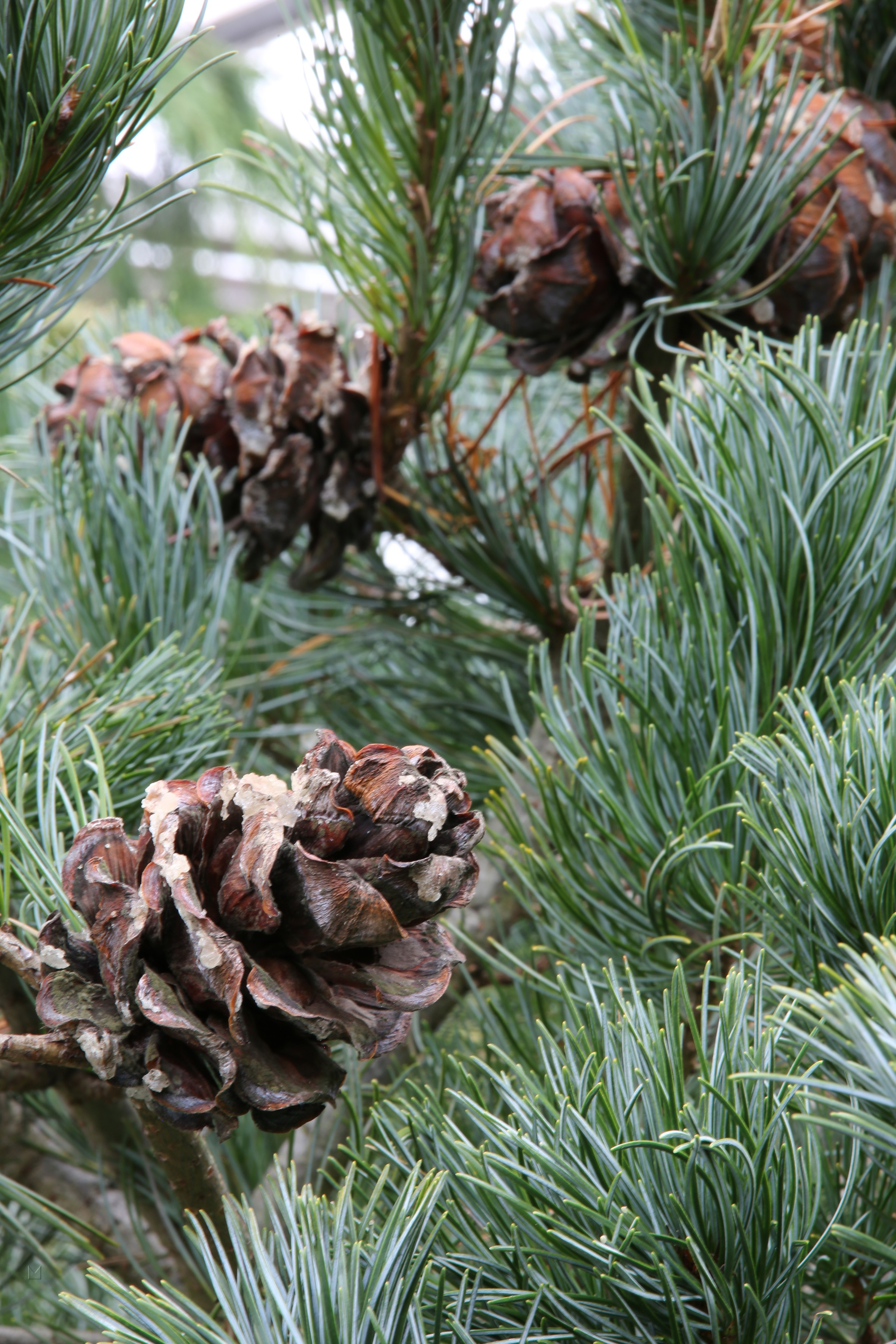 Pinus parviflora 'Gimborn's Ideal'