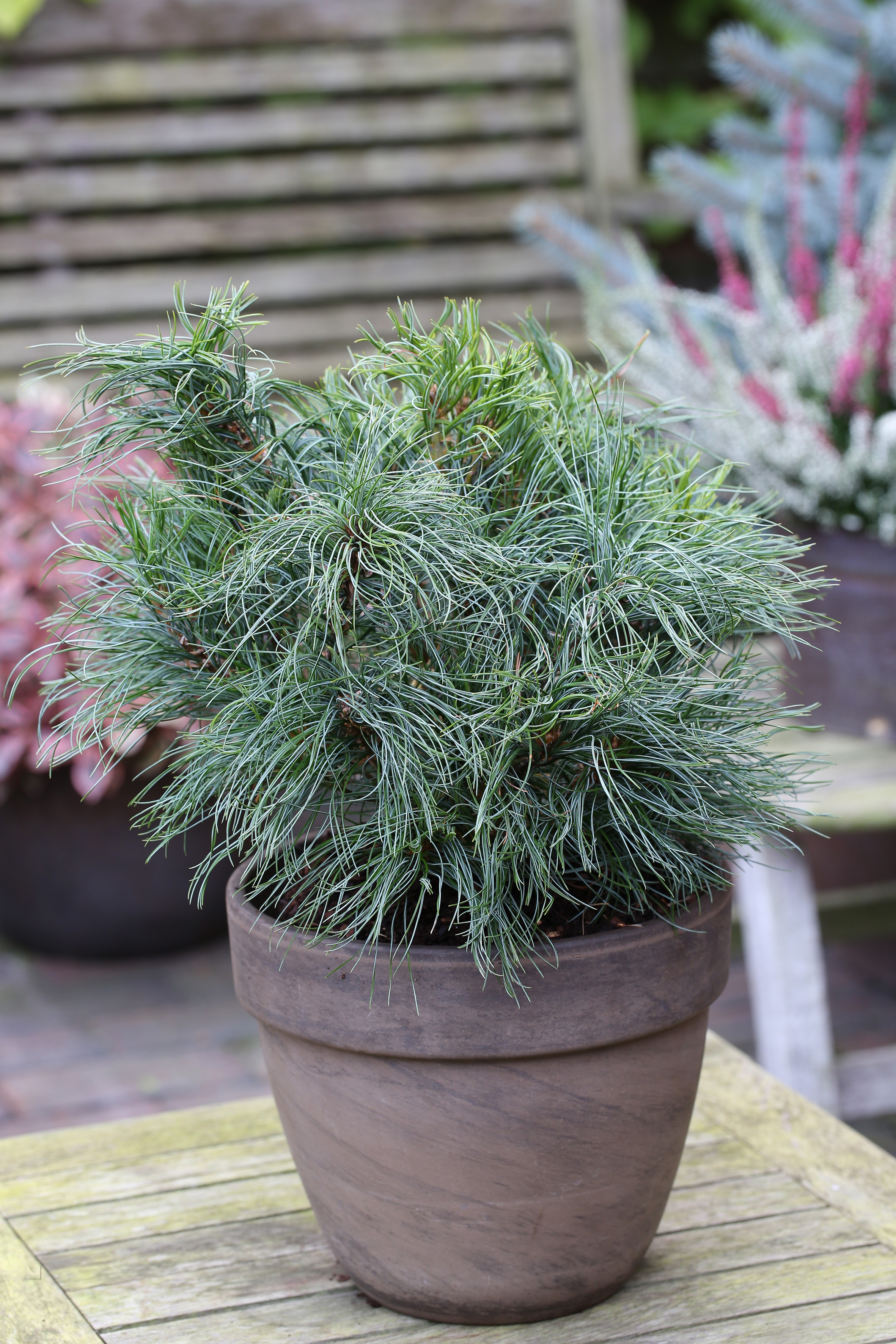 Pinus strobus 'Green Curls'