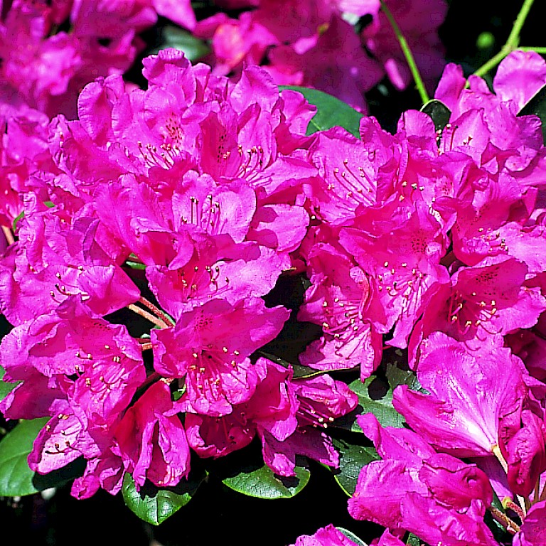 Rhododendron Hybride 'Junifreude'