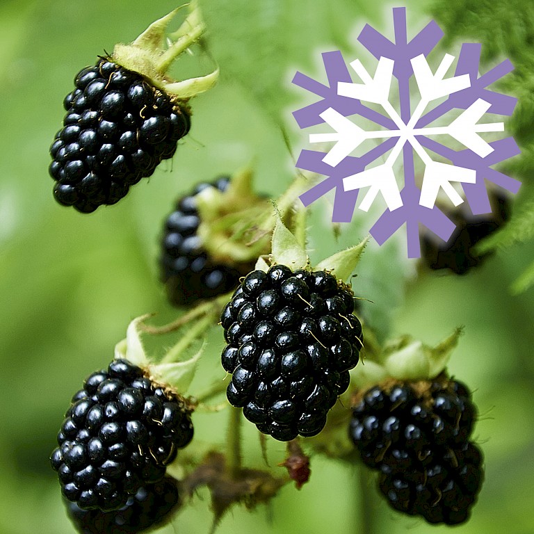 Polar Fruits® 'Blackberry'