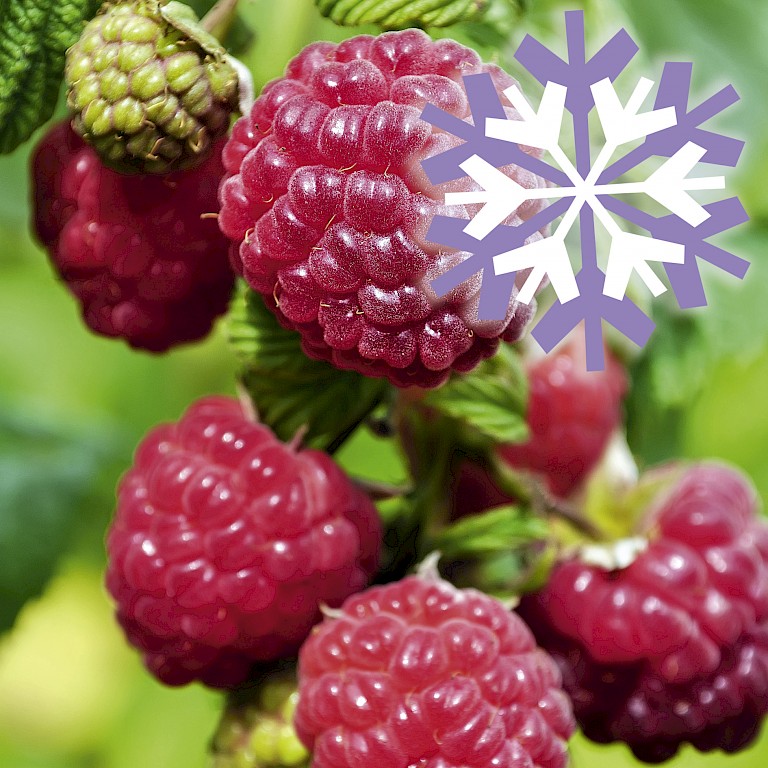 Polar Fruits® 'Raspberry'