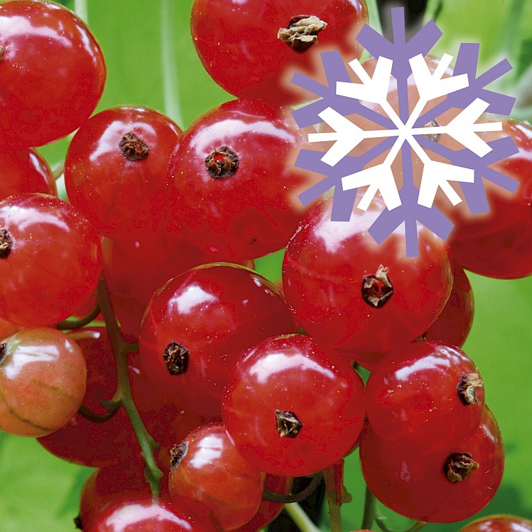 Polar Fruits® 'Red Currant Berry'