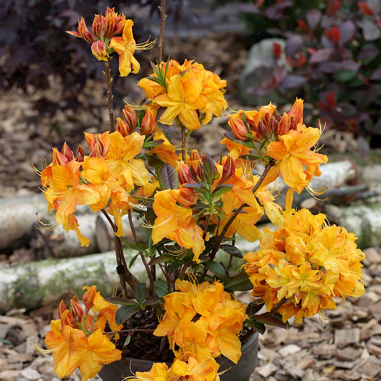 Rhododendron luteum 'Klondyke'