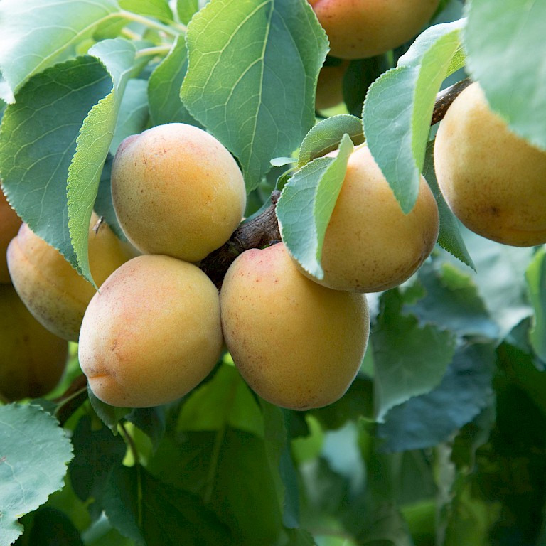 Prunus armeniaca 'Rouge de Roussillion'
