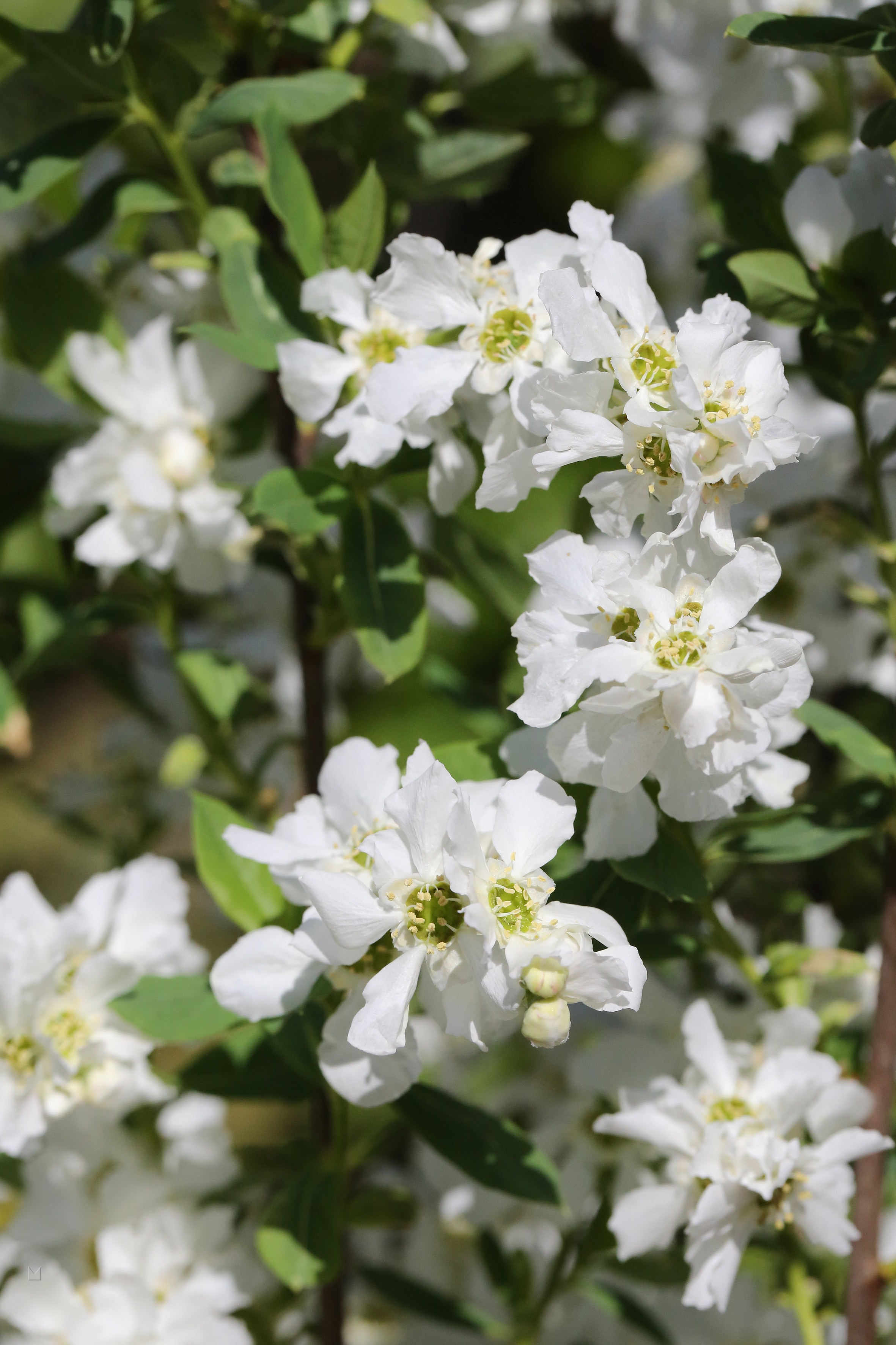 Exochorda racemosa Magical® 'Springtime'