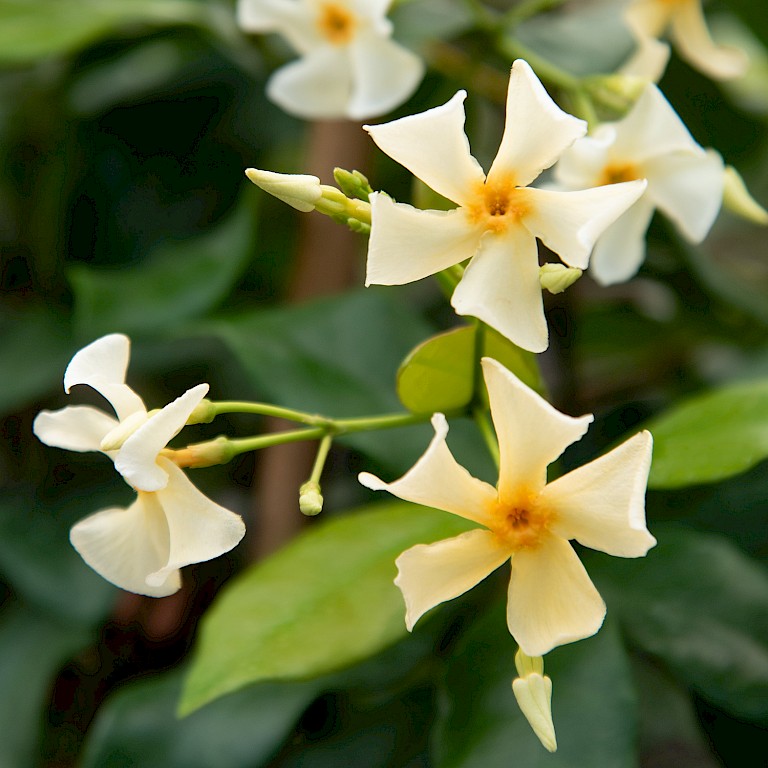 Tropical Fl'Aroma® 'Blossom Star'