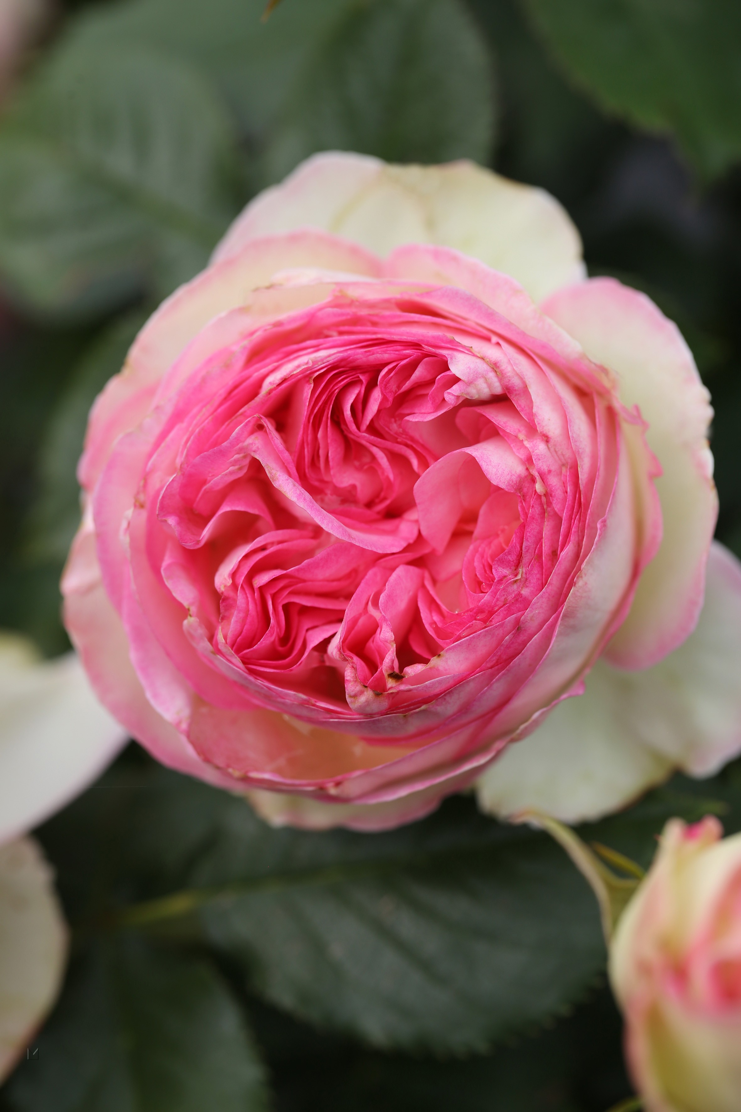 Rosa 'Eden Rose' ®