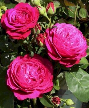 Rosa 'Heidi Klum Rose' ®