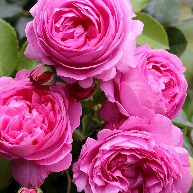 Rosa 'Louise Odier' 