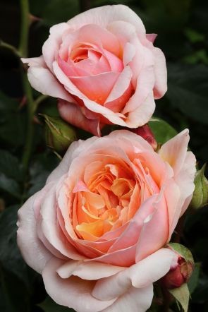 Rosa 'Parfume d' Orleans'