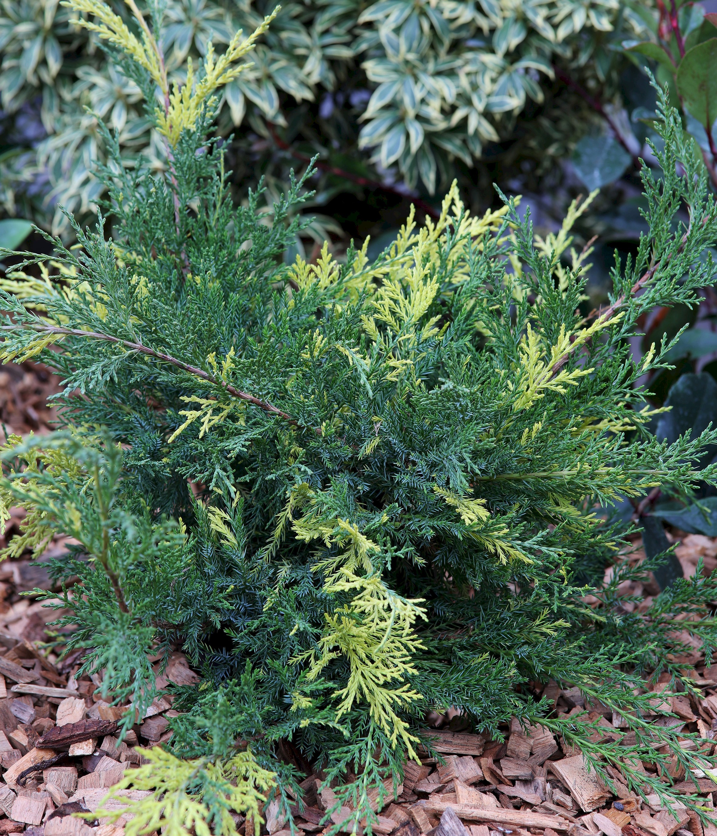 Juniperus chinensis 'Blue and Gold'
