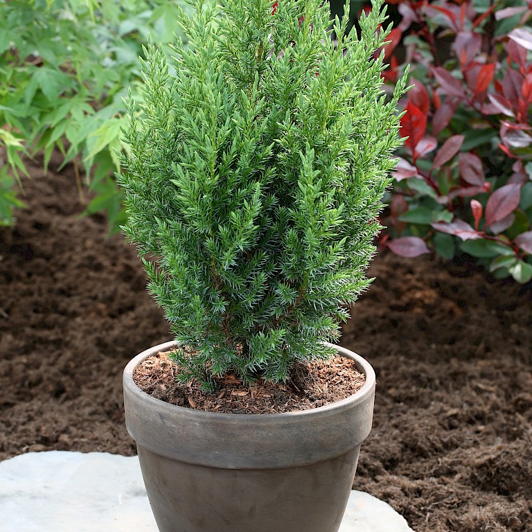 Juniperus chinensis 'Stricta' 