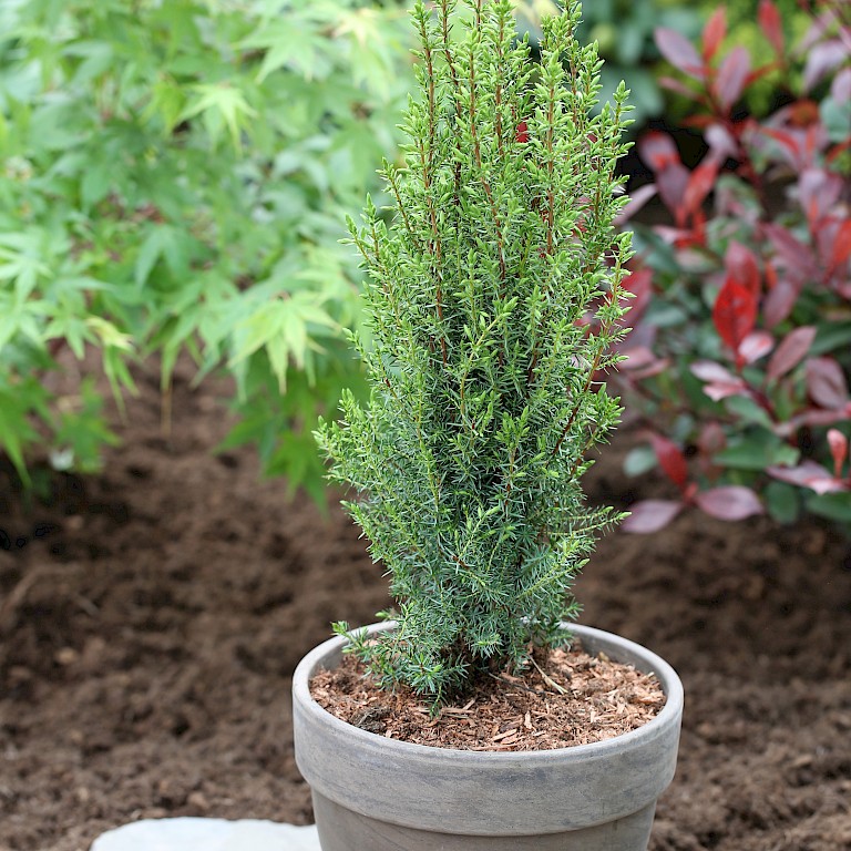 Juniperus communis 'Arnold' 
