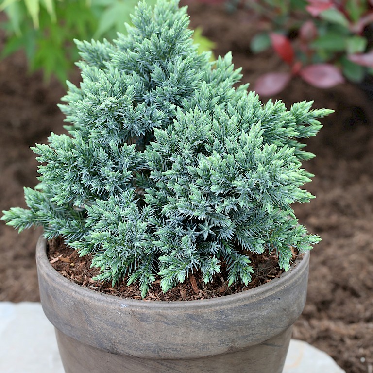 Juniperus squamata 'Blue Star' 