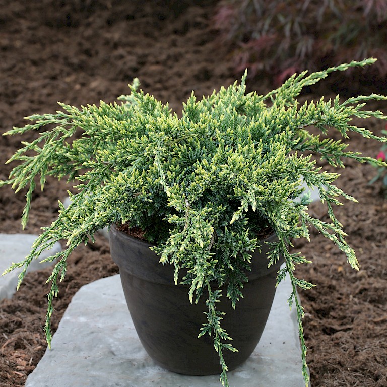 Juniperus squamata 'Holger' 