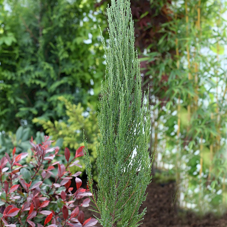 Juniperus virginiana 'Blue Arrow' 