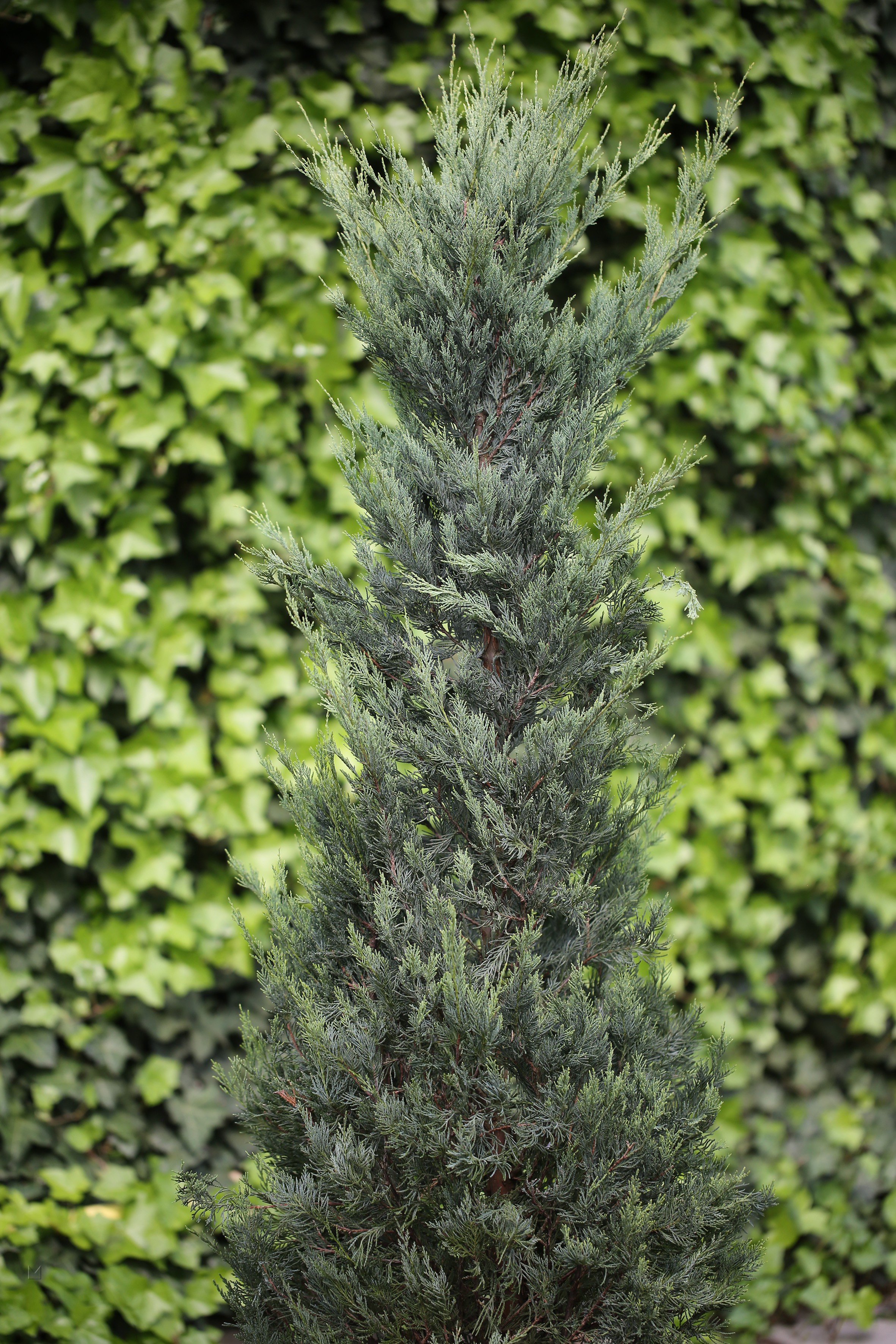 Juniperus virginiana 'Moonglow'