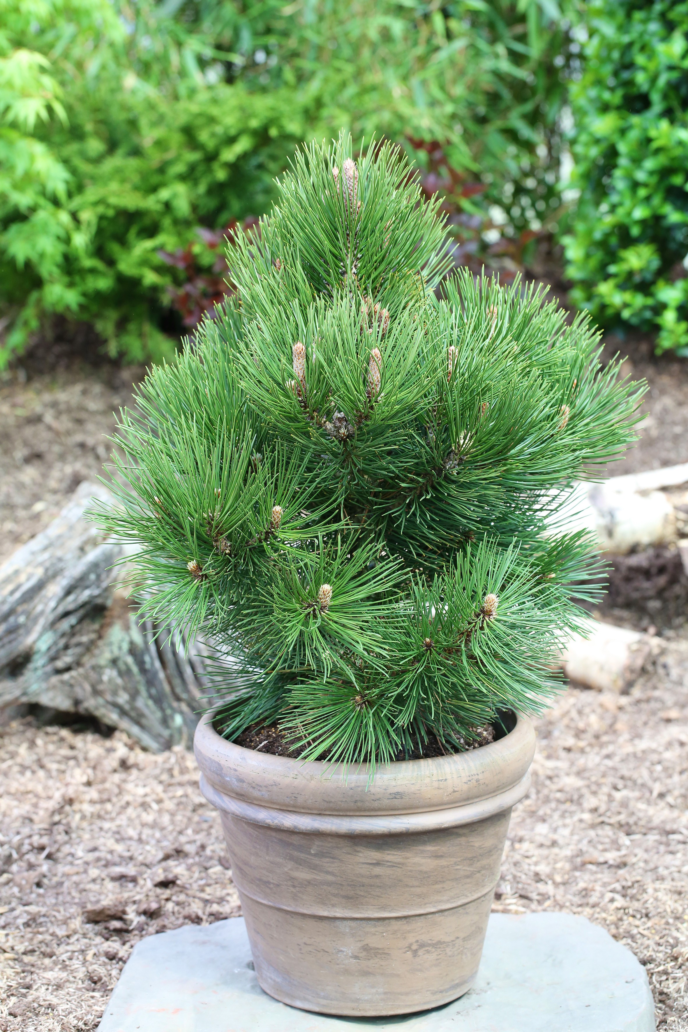 Pinus leucodermis Malinki 25-30cm Bosnische Zwergkiefer Malinki
