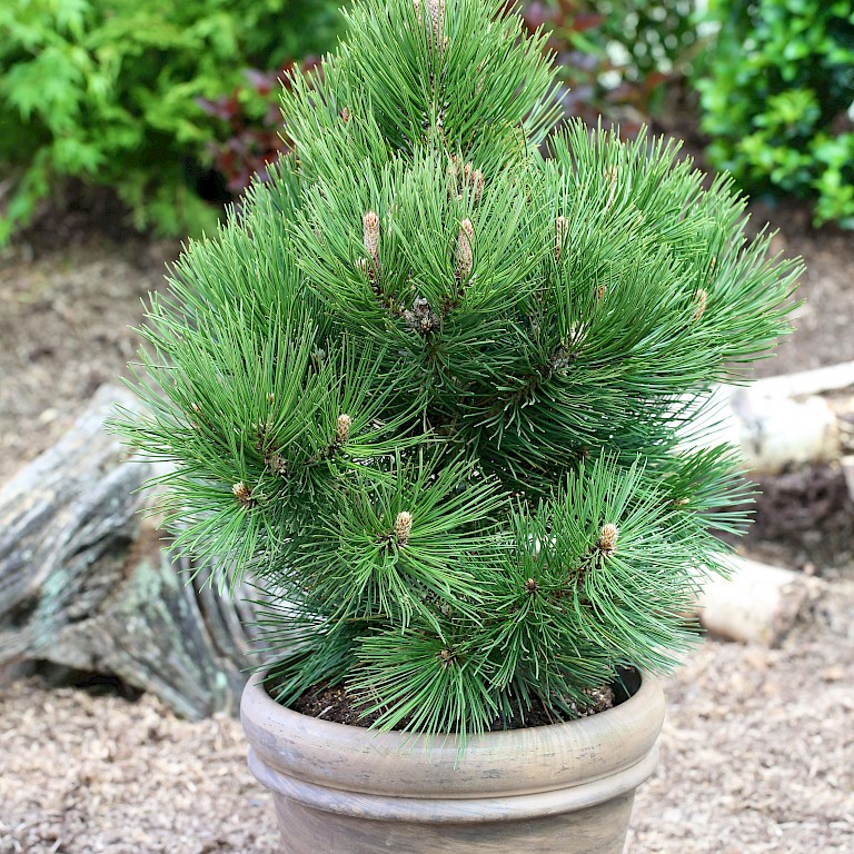 Pinus leucodermis 'Malinki' 
