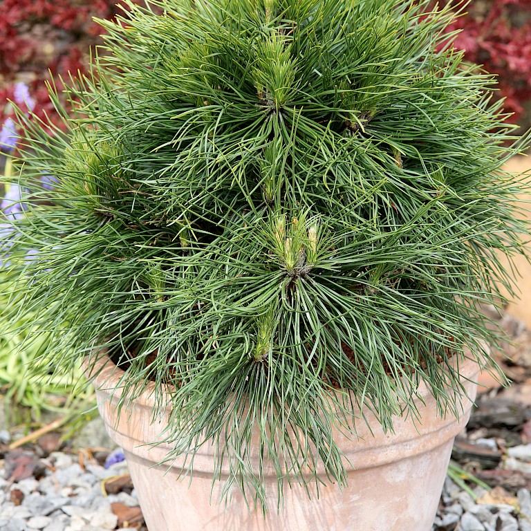 Pinus mugo 'Varella' 
