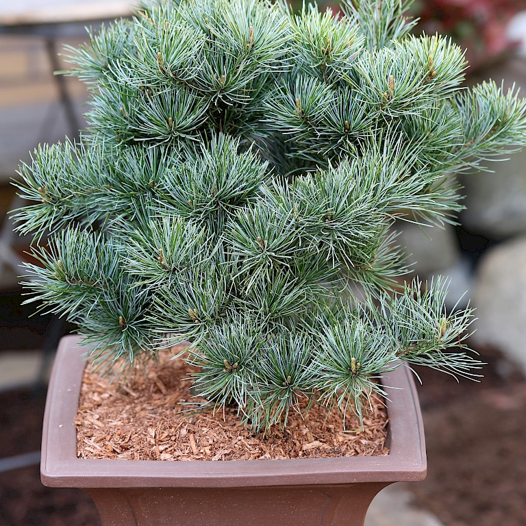 Pinus parviflora 'Negishi' 