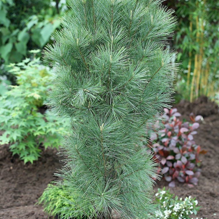 Pinus wallichiana 'Densa Hill' 