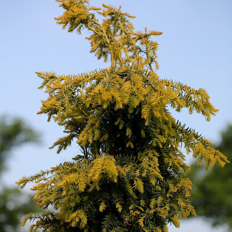 Taxus baccata 'Dovastoniana Aurea' 