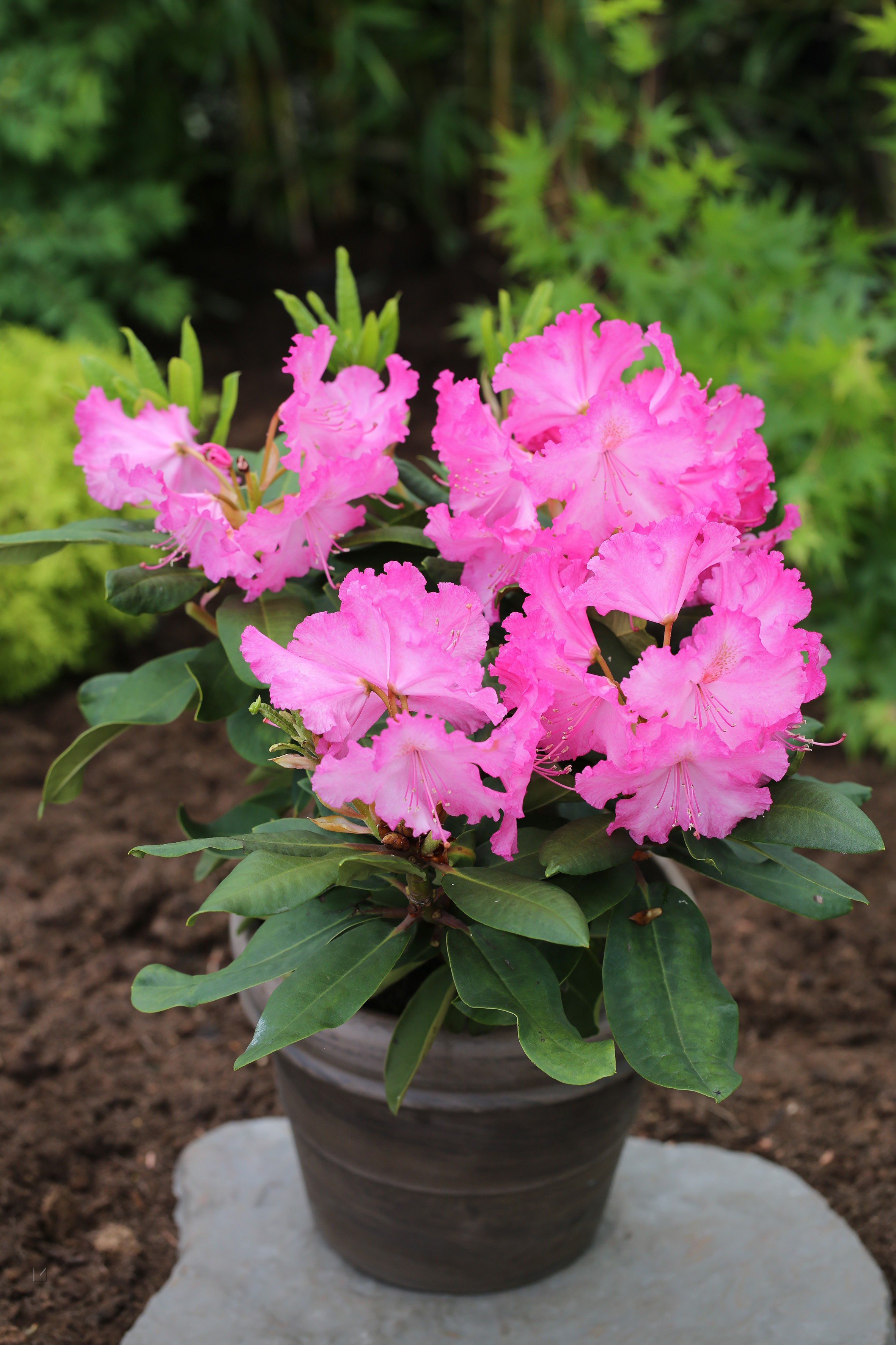Rhododendron Hybride 'Anastasia' ®