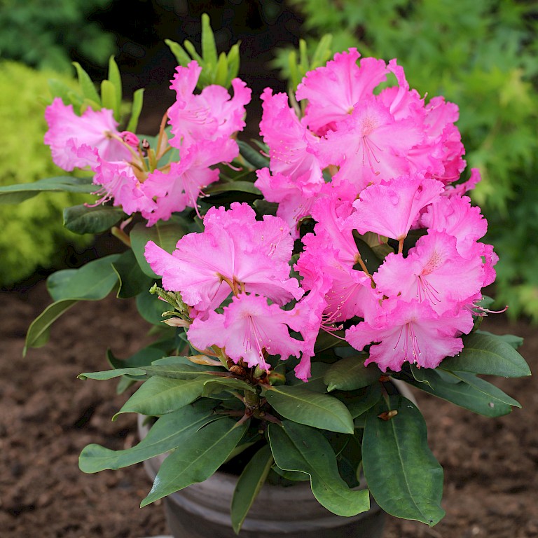 Rhododendron Hybride 'Anastasia' ®