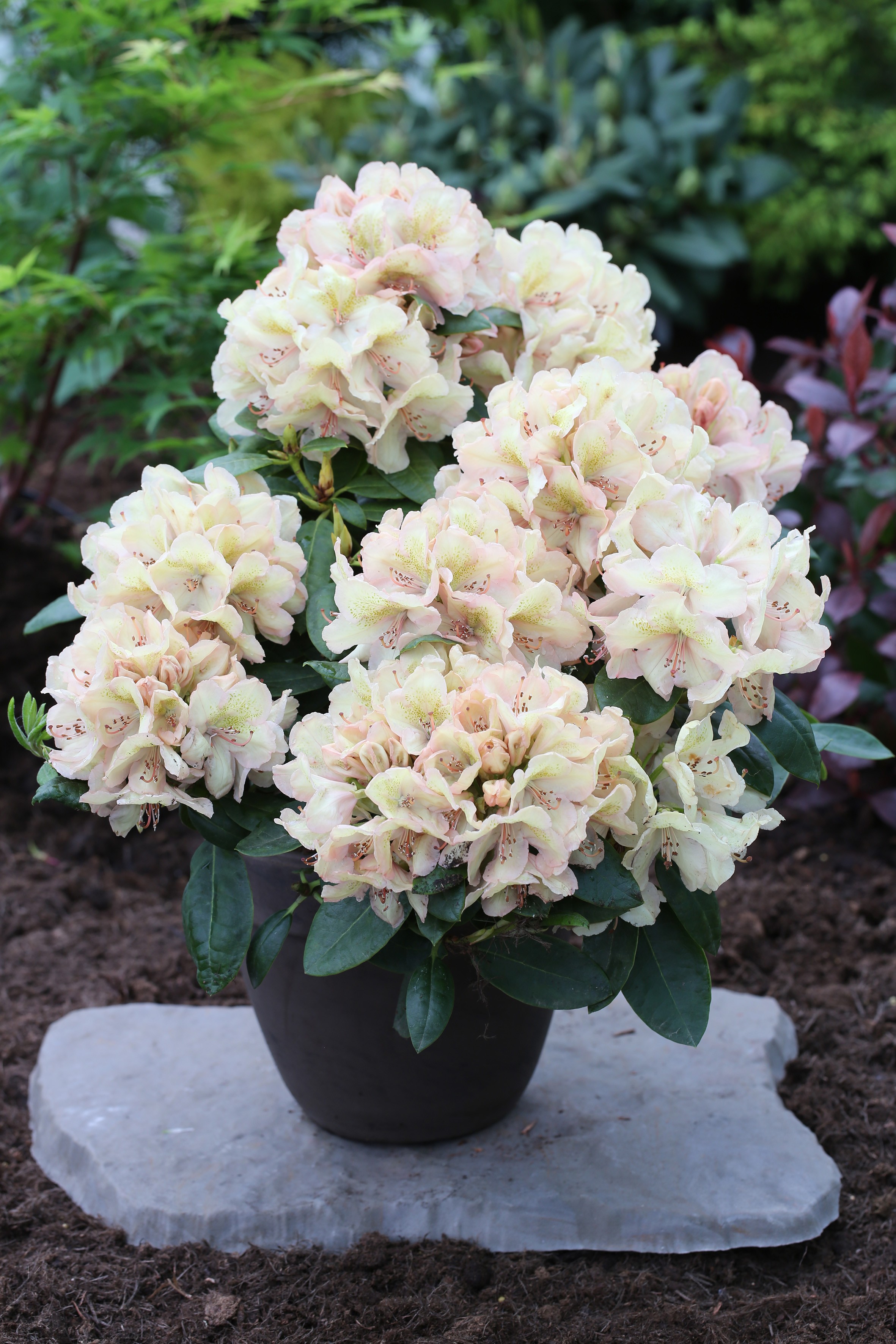 Rhododendron hybride 'Belkanto' -S-