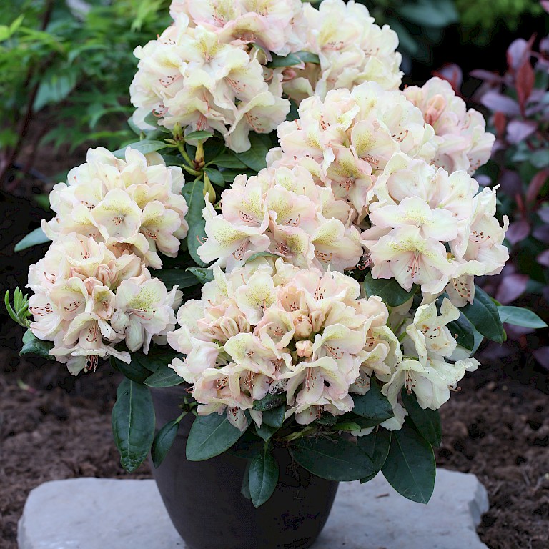 Rhododendron Hybride 'Belkanto' -S-
