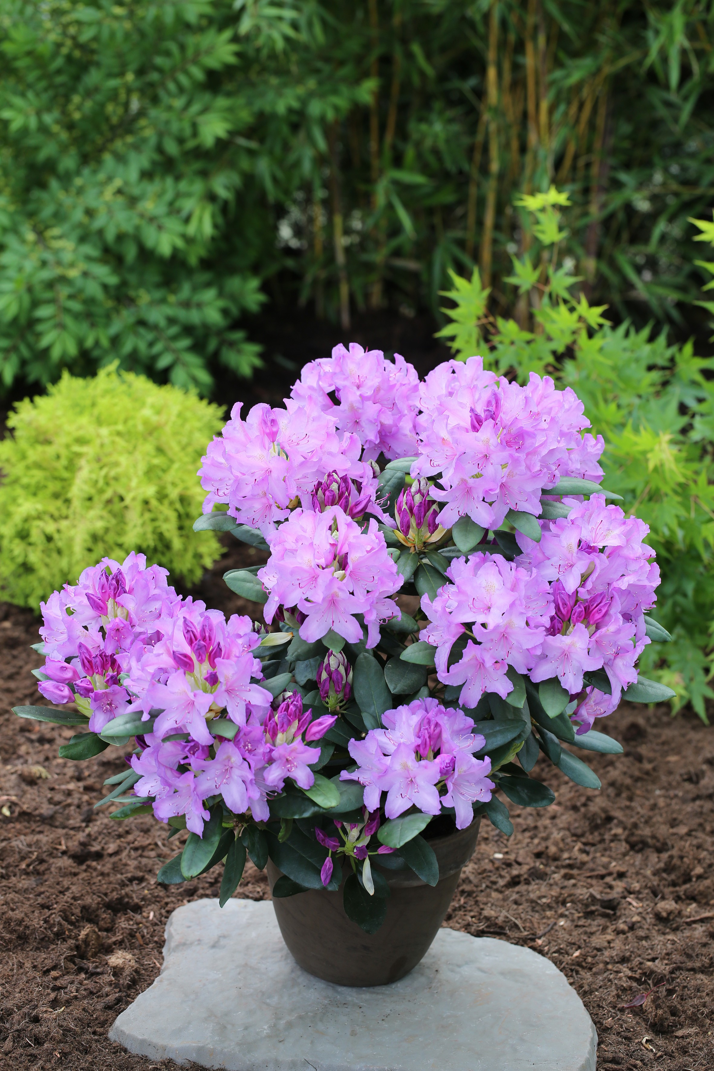 Rhododendron Hybride 'Catawbiense Boursault'