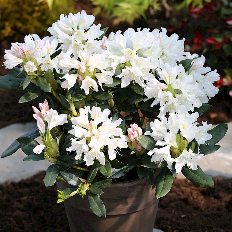 Rhododendron Hybride 'Cunningham's White'