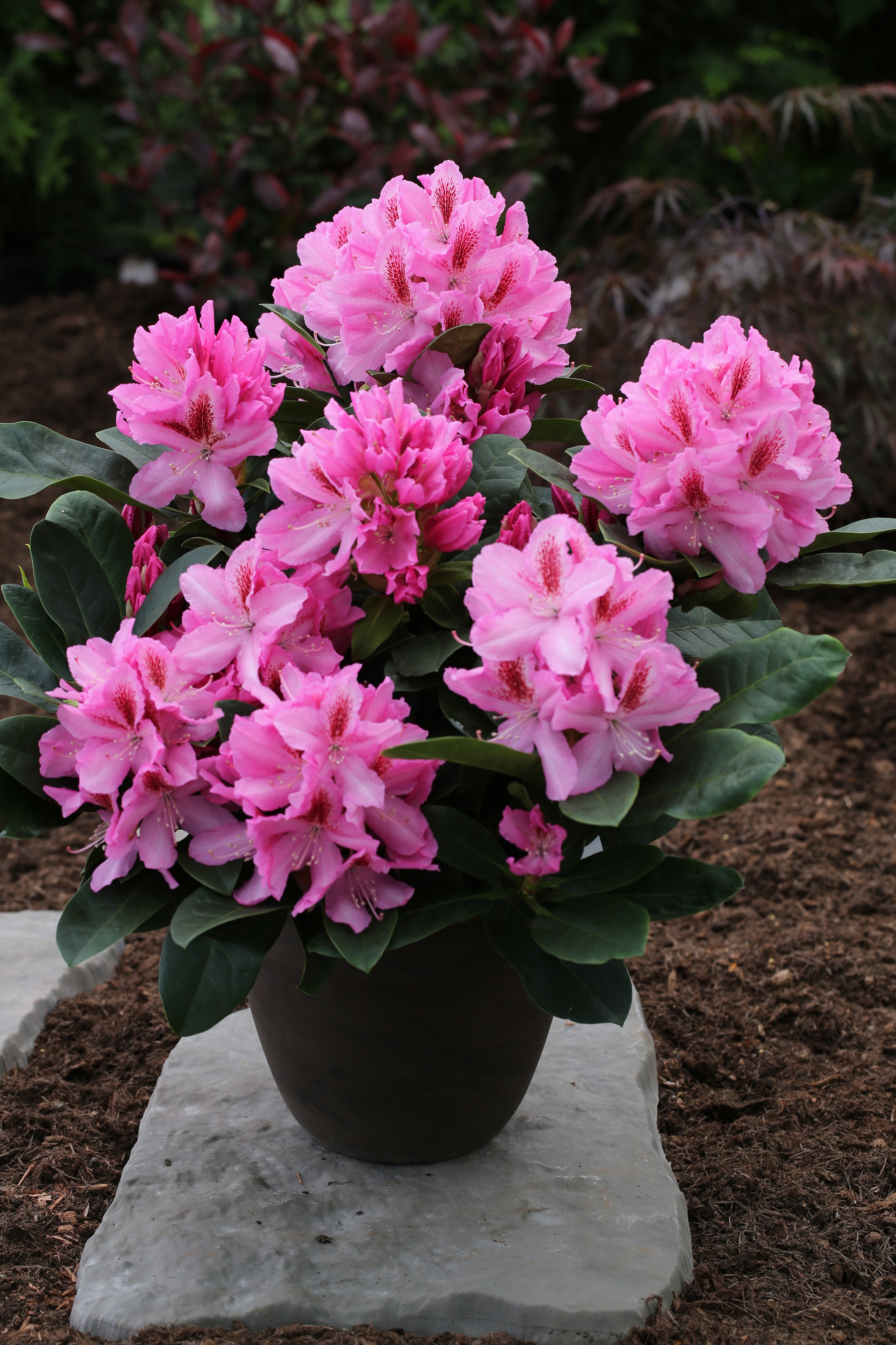 Rhododendron Hybride 'Furnivall's Daugther'