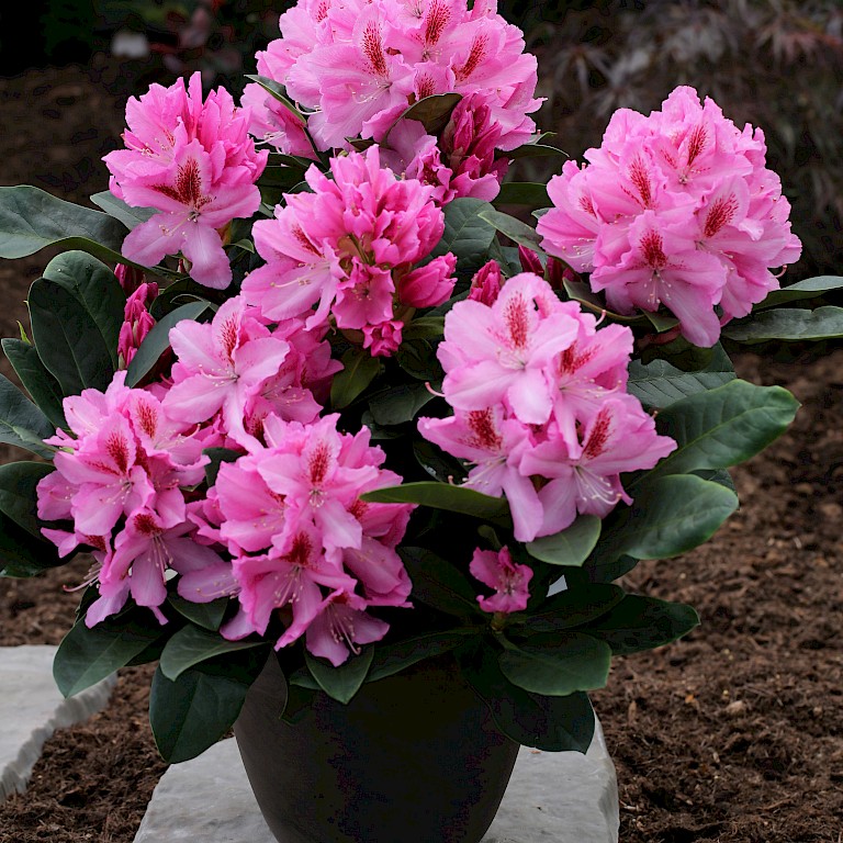 Rhododendron Hybride 'Furnivall's Daugther'