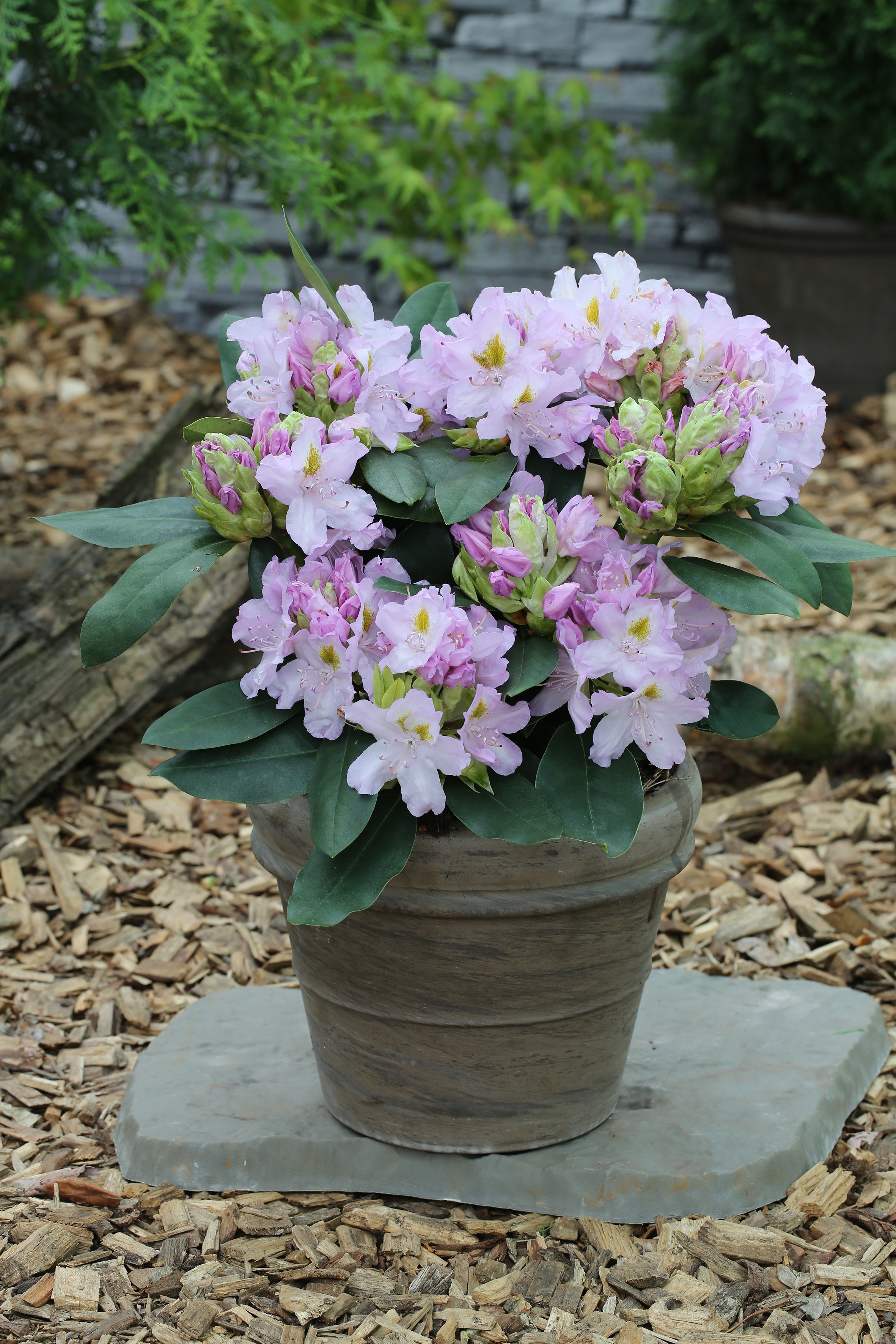 Rhododendron Hybride 'Genoveva'
