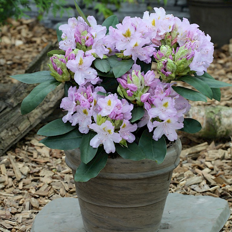 Rhododendron Hybride 'Genoveva'