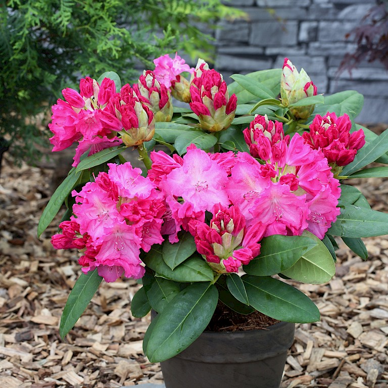 Rhododendron Hybride 'Germania' ®