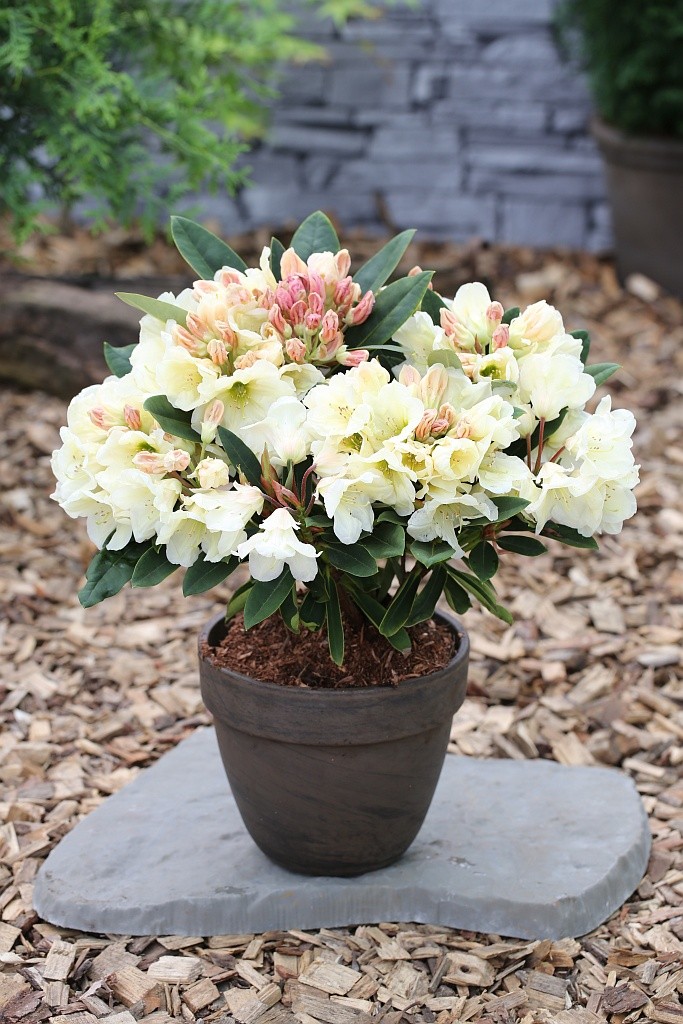 Rhododendron hybrida Golden Melodie
